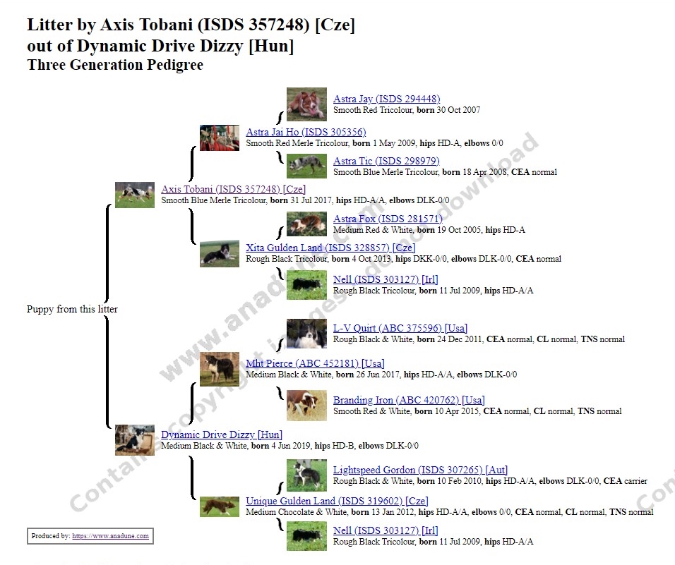 litter pedigree